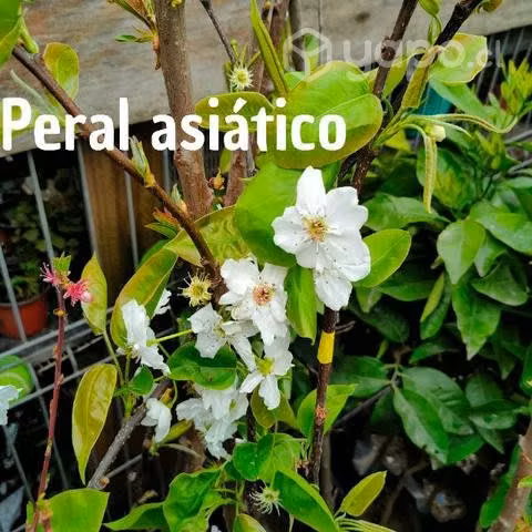 Árboles frutales Injertados Variedad
