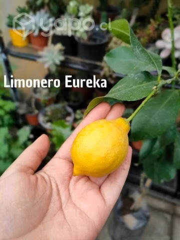 Árboles frutales Injertados Variedad