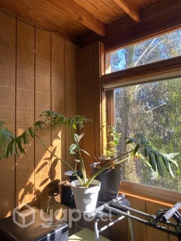 Plantas de interior xl