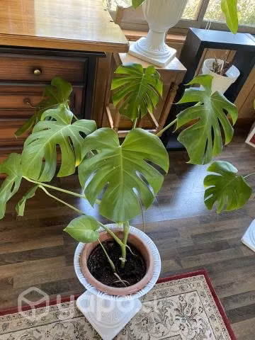 Plantas de interior xl
