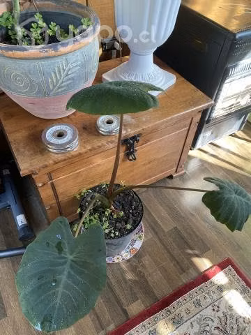 Plantas de interior xl