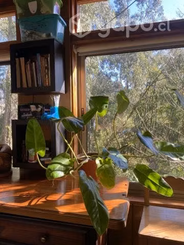 Plantas de interior xl