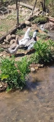 Patos portugueses 2 machos y dos hembras