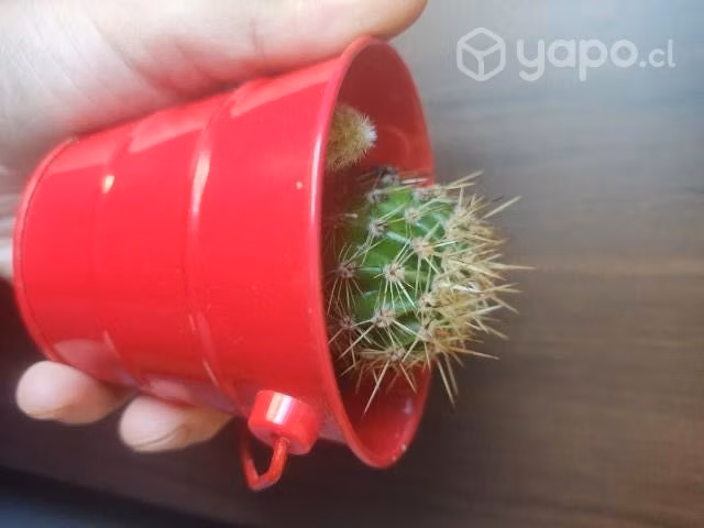 Cactus