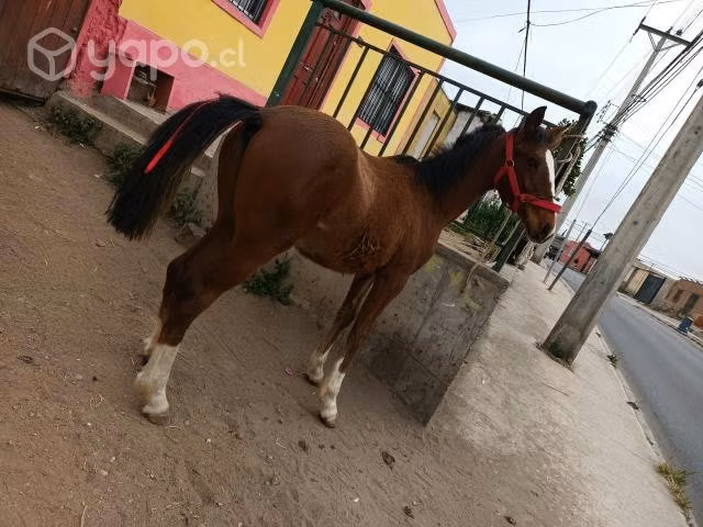 potrillo de 1 año manso de cabresto - Imagen 2
