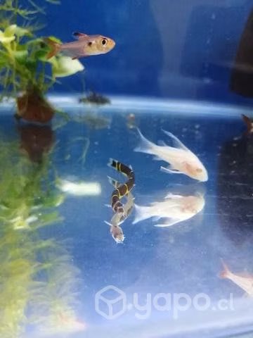 Peces tropical, agua fría y ciclidos