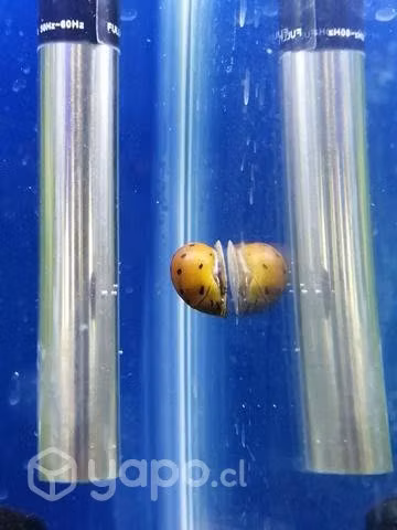 Peces tropical, agua fría y ciclidos