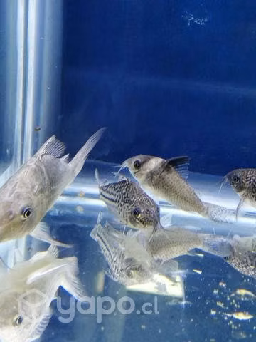 Peces tropical, agua fría y ciclidos