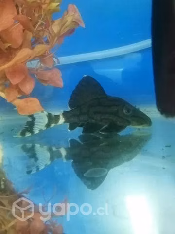 Peces tropical, agua fría y ciclidos