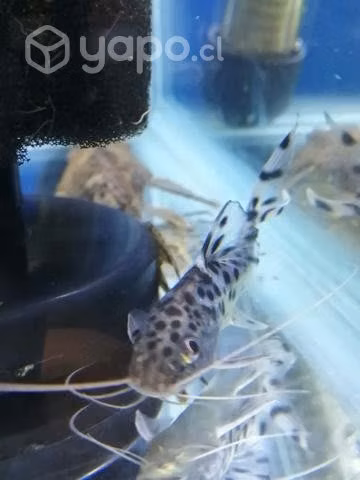 Peces tropical, agua fría y ciclidos