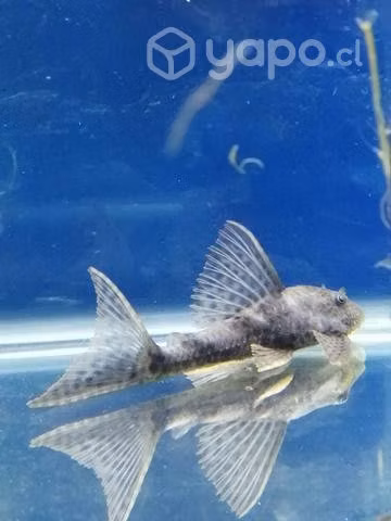 Peces tropical, agua fría y ciclidos
