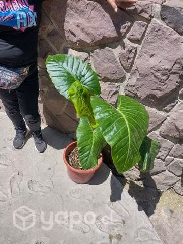 Manto de Eva y monstera