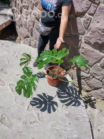 Manto de Eva y monstera - Imagen 3