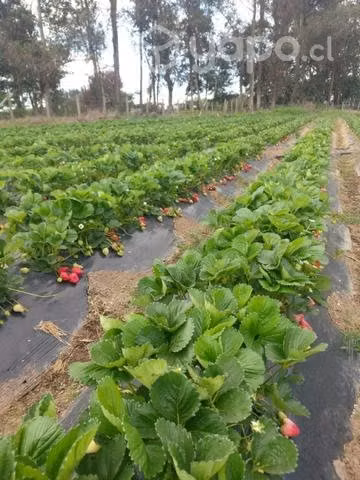 Frutillas - Imagen 3