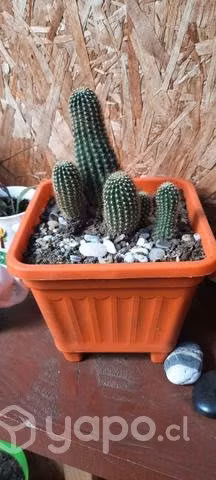 Variedad de plantas