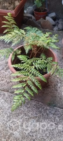 Variedad de plantas
