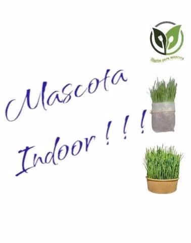 Hierba para mascota - Imagen 2