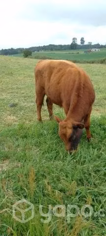 Terneron de 270 kilos - Imagen 2
