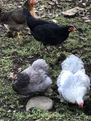 Cochinchino y sedosos del japon