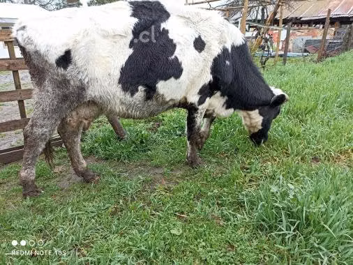 2 animalitos ambas preñadas vaca y potranca