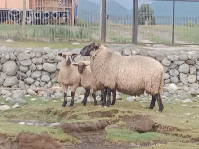 Lote de ovejas melliseras mas 1 carnero
