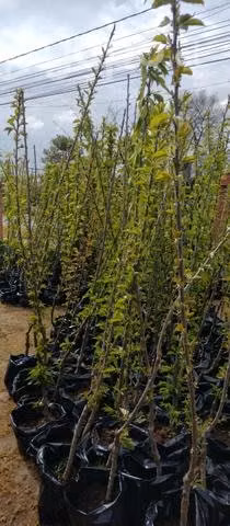 Planta Cerezo Árbol Frutal