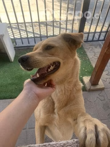 Perrita en adopción 3 años 20 kilos esterilizada - Imagen 2