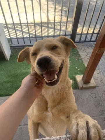 Perrita en adopción 3 años 20 kilos esterilizada - Imagen 3
