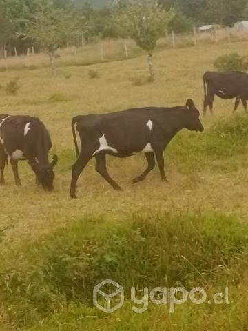 6 lindas vaquillas - Imagen 2