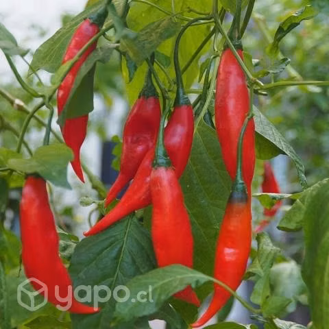 18 Sobres de Semillas de Hortalizas Bella Huerta