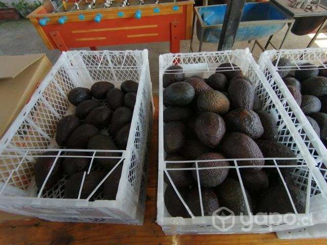 Palta hass - Imagen 4