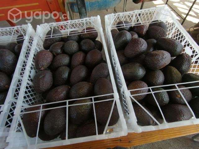 Palta hass - Imagen 3