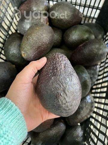 Palta hass - Imagen 5