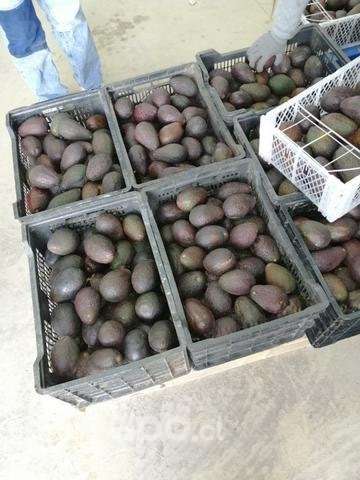 Palta hass - Imagen 2