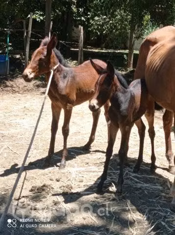 Montás de burro ,las mejores mulas