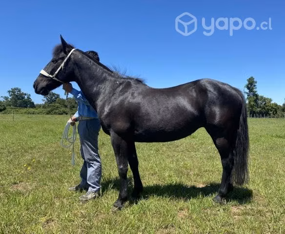 Yegua chilena