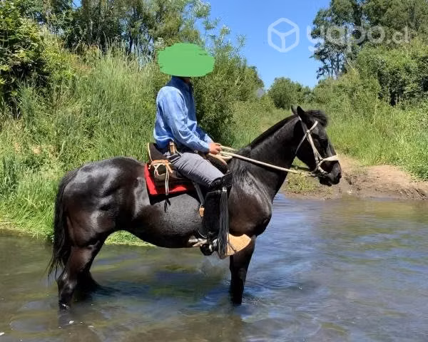 Yegua chilena