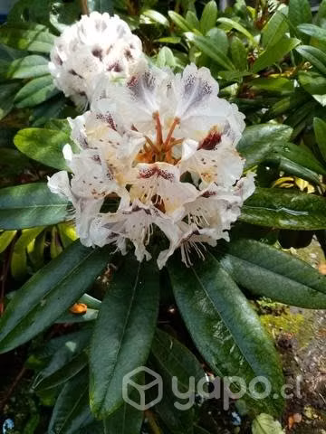 Rododendro