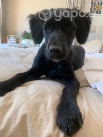 Cachorra en adopción