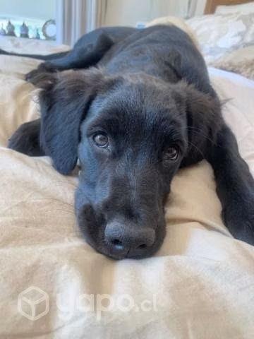 Cachorra en adopción