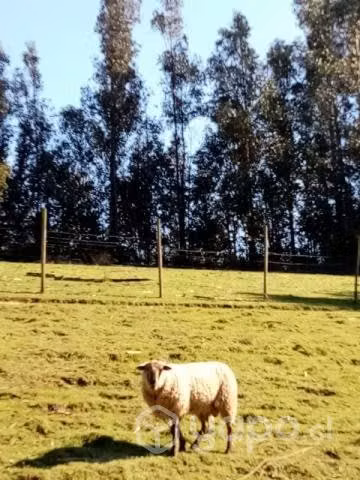 Carnero - Imagen 2