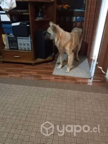 Busco hogar para cachorro