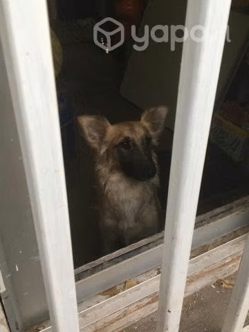 Busco hogar para cachorro