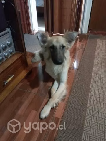 Busco hogar para cachorro