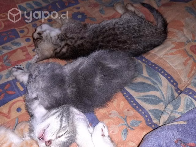 Se regalan gatitas