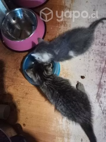 Se regalan gatitas