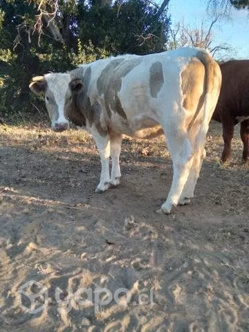 Vaquilla 1.7 años
