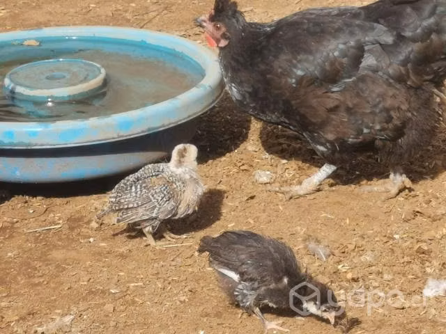 Gallinas pollitas gallitos kike