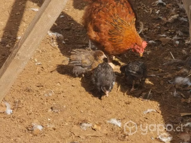 Gallinas pollitas gallitos kike