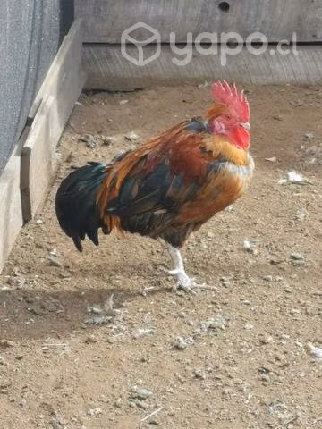 Gallinas pollitas gallitos kike